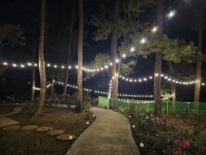 学校敷地内にあるライトで飾られた松林と遊歩道の夜景
