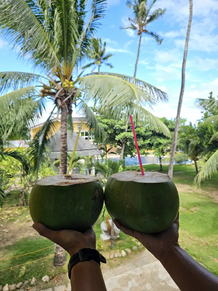 ブコジュースを飲むためにストローが刺さったヤシの実2個とCIJアカデミーの校庭