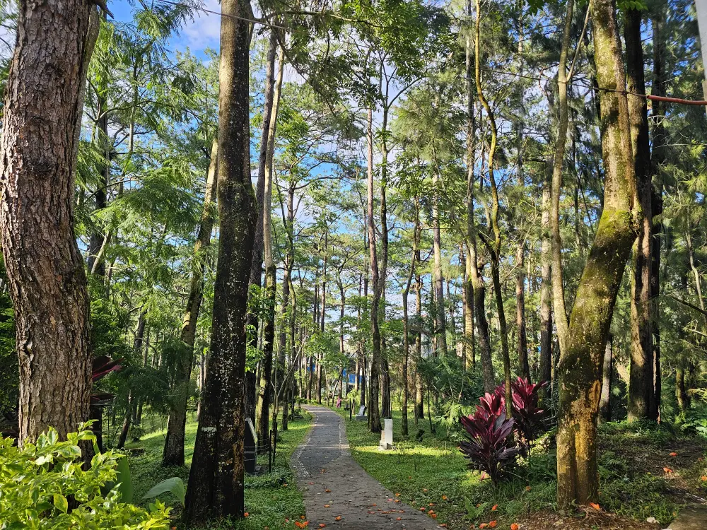 バギオのPine Trees of the World Parkの松の木々に囲まれた遊歩道