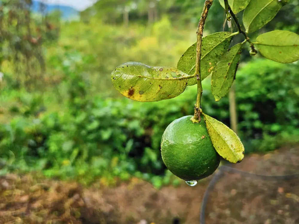 枝に実り、朝露が付いたフィリピン・カヤパ産のカラマンシーの果実