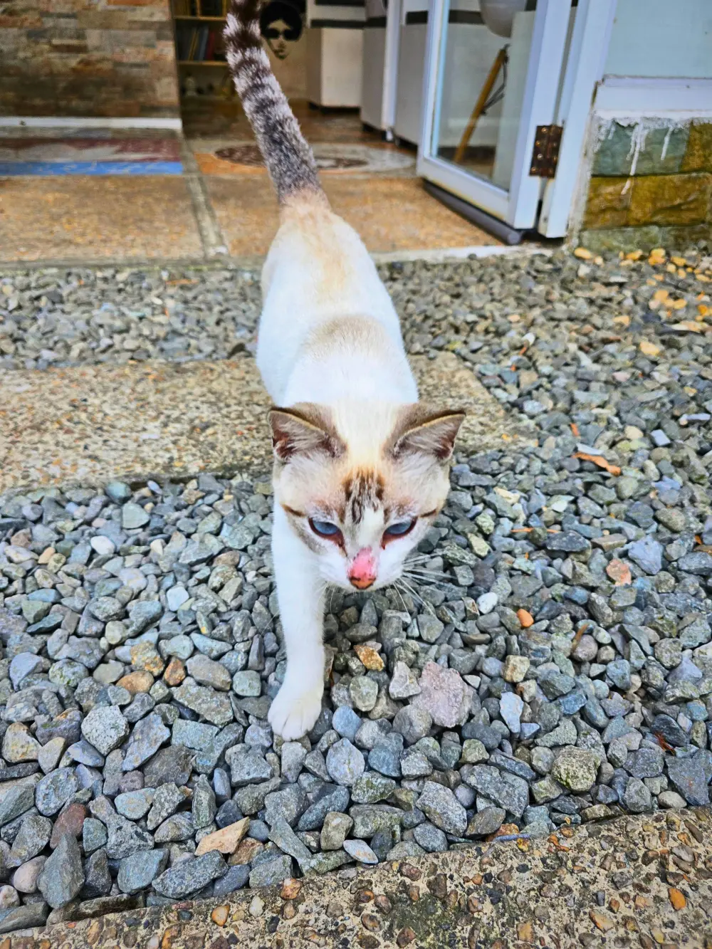 カフェの入口から出てきた青い目をした白と茶色の猫