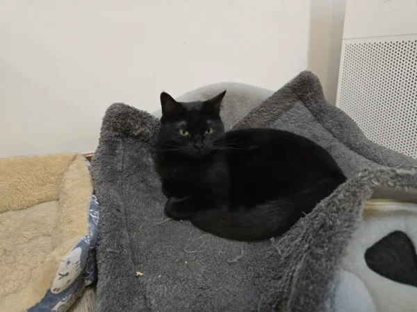 バギオ_BECI City_ミャオ・ワークラウンジでくつろぐ黒猫のCoco