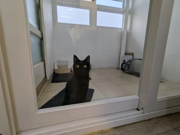 バギオ_BECI City_バスルームのガラス越しに見える黒猫のColi