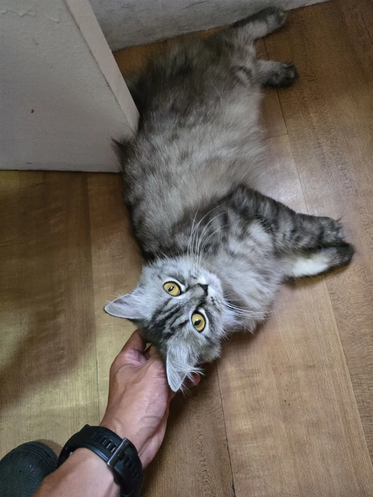 ICLで飼われているグレーの長毛猫Alitaが、床に寝転びあごの下を撫でられている様子